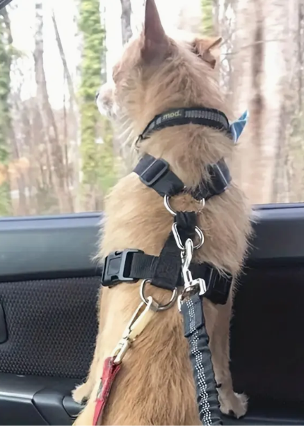 Bungee Pet Seat Belt