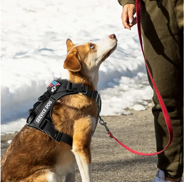 Service Dog Harness w. Patches